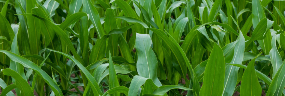 South African farmland under cultivation, representing the crops protected by agricultural insurance