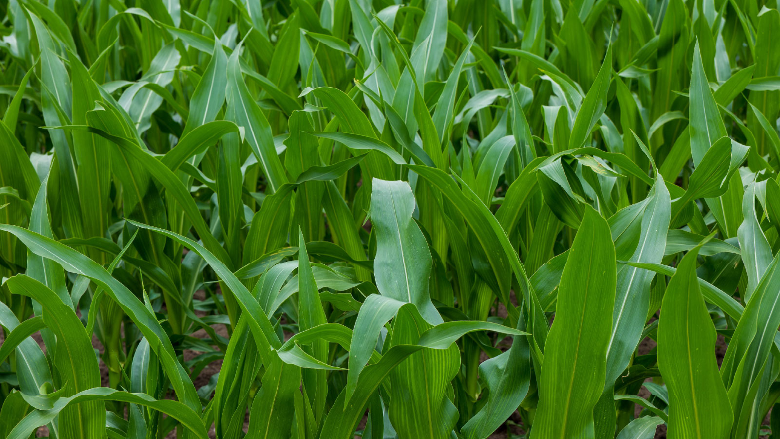 South African farmland under cultivation, representing the crops protected by agricultural insurance
